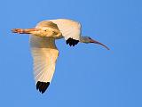 White Ibis In Sunrise Flight_34603